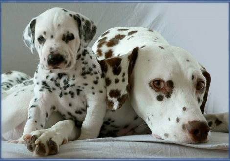 Christi ORMOND Dubrovnik (links) und Dalina (rechts)