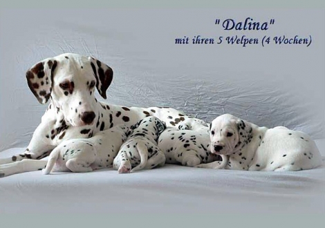 Dalina mit ihrem D - Wurf 4. Lebenswoche