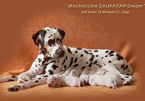 Mochaccino Dalmatian Dream with her Christi ORMOND E - Litter 1st day of life