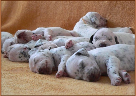 Impressions 2nd week of life Christi ORMOND E - Litter
