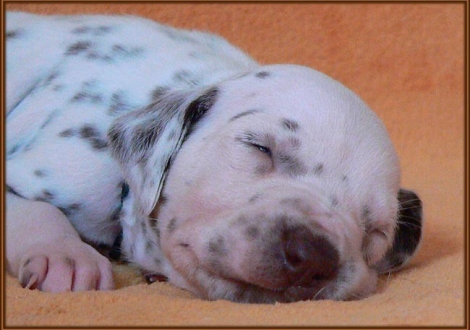 Male number 2 (Collar: Brown)