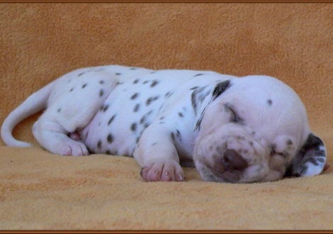 Male number 5 (Collar: Purple)