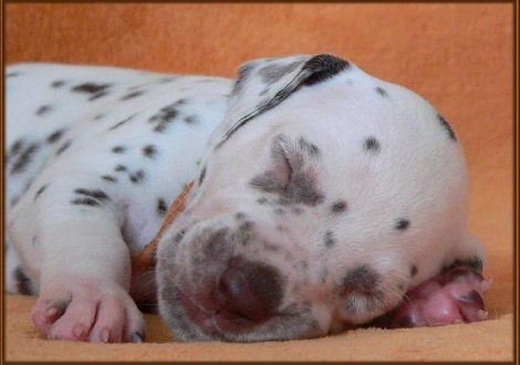 Male number 6 (Collar: White)