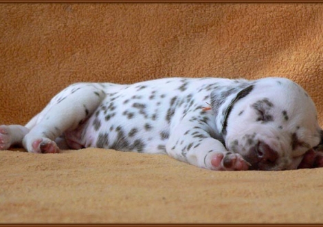 Male number 6 (Collar: White)