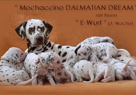 Mochaccino Dalmatian Dream with her Christi ORMOND E - Litter 3rd week of life