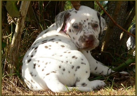 Female number 4 (Collar: Pink)