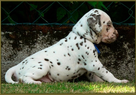 Male number 1 (Collar: Blue)