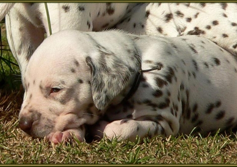 Male number 2 (Collar: Brown)