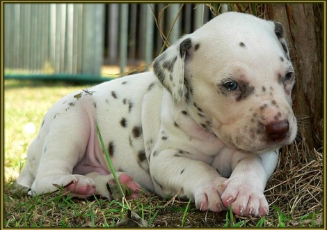 Male number 5 (Collar: Purple)