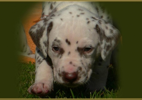 Male number 7 (Collar: Turquoise)