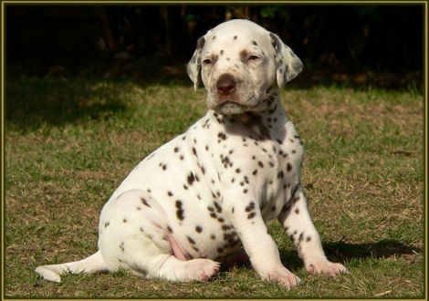 Male number 6 (Collar: White)