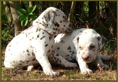 Left female number 4 (Collar: Pink), right female number 5 (Collar: Yellow)