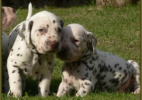 Left male number 4 (Collar: Green), right male number 2 (Collar: Brown)