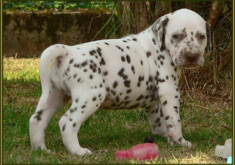 Male number 3 (Collar: Without)