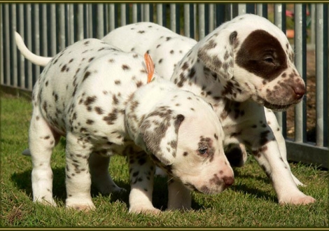 Left male number 7 (Collar: Turquoise), right female number 2 (face - patch)