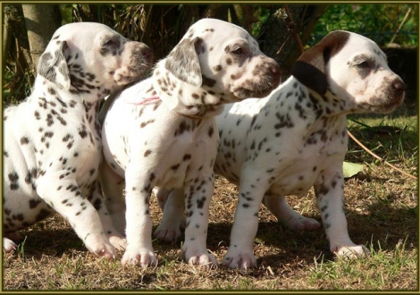 Left male number 3 (Collar: Without), middle female number 4 (Collar: Pink), right female number 3 (head - ear - patch)