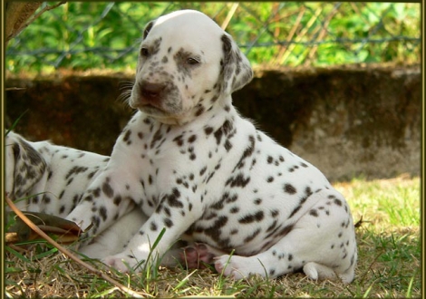 Male number 3 (Collar: Without)