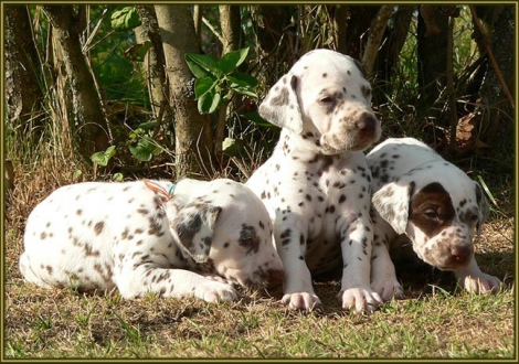 Left male number 7 (Collar: Turquoise), middle male number 6 (Collar: White), right female number 2 (face - patch)