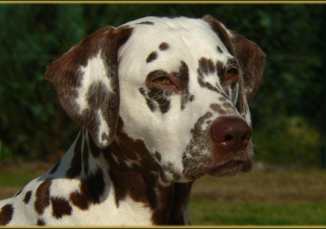 Stolze Mutter, unsere Zuchthündin Mochaccino Dalmatian Dream