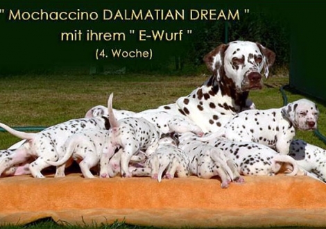 Mochaccino Dalmatian Dream with her Christi ORMOND E - Litter 4th week of life