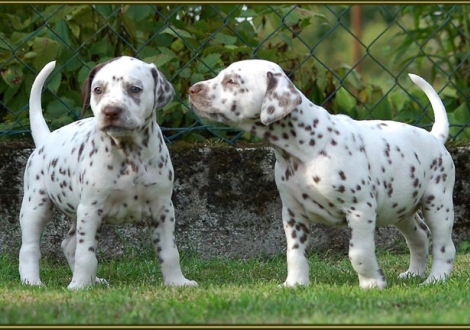 Christi ORMOND Elegant Limited (Links) und Christi ORMOND Everest Maxima (Rechts)