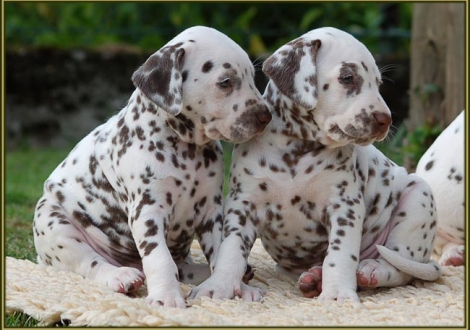 Christi ORMOND Explosive Competition (left) and Christi ORMOND Eternity Expression (right)