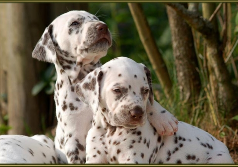 Christi ORMOND European Illusion (left) and Christi ORMOND Exqusite Selection (right)