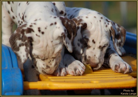 Christi ORMOND Everest Maxima (Links) und Christi ORMOND Eternity Expression (Rechts)