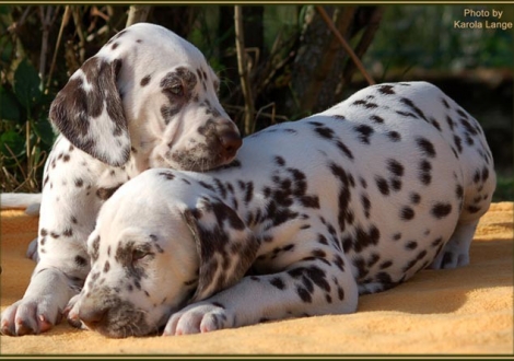 Christi ORMOND Extreme Emotional (left) and Christi ORMOND European Illusion (right)