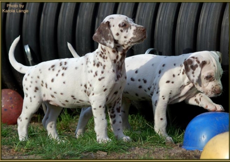 Christi ORMOND Exclusive Choise (left ) and Christi ORMOND Exacting Empire (right)