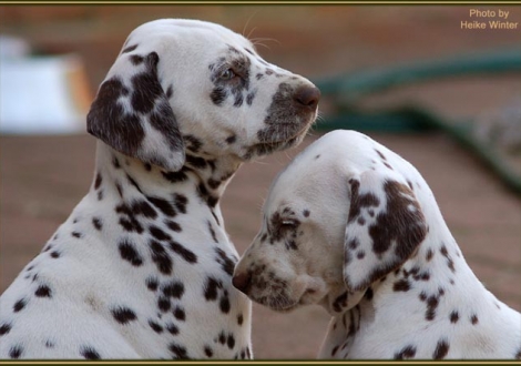 Christi ORMOND European Illusion (left) and Christi ORMOND Everest Maxima (right)