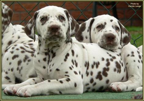 Christi ORMOND Everest Maxima (left) - Female -, Christi ORMOND Excellent Imagination (right) - Male -