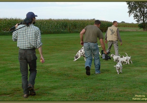 Impressions 8th week of life | The film crew visited our Christi ORMOND E - Litter