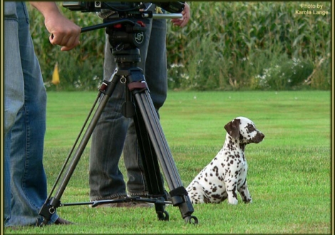 Impressionen 8. Lebenswoche | Das Filmteam besuchte unseren Christi ORMOND E - Wurf