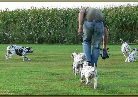 Impressions 8th week of life | The film crew visited our Christi ORMOND E - Litter