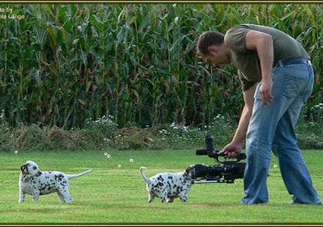 Impressionen 8. Lebenswoche | Das Filmteam besuchte unseren Christi ORMOND E - Wurf