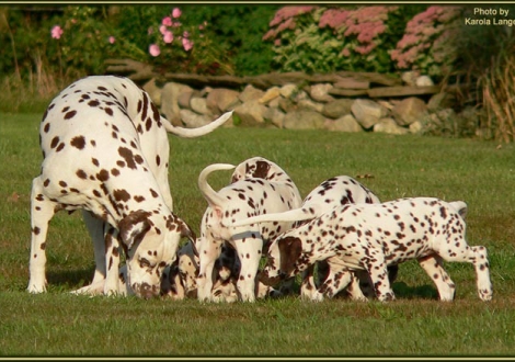 Mutter Mochaccino Dalmatian Dream mit ihren Welpen