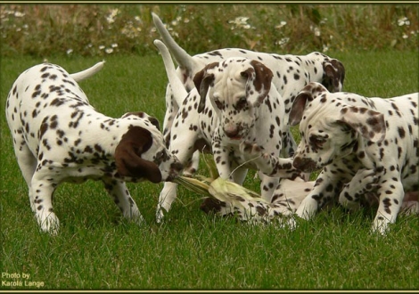 Christi ORMOND Elegant Limited - Female - (left), Christi ORMOND Everest Maxima - Female - (middle), Christi ORMOND Exquisite Selection - Male - (right)