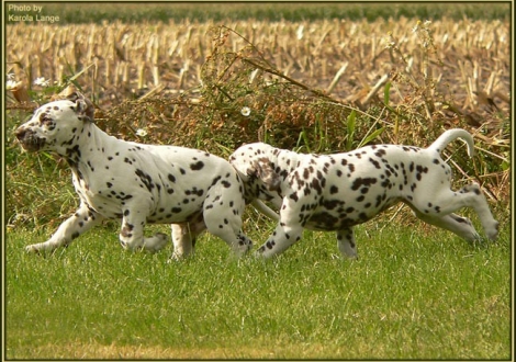 Christi ORMOND Extreme Emotional - Male - (left), Christi ORMOND Eternal Elegancy - Female - (right)