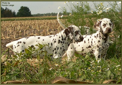 Christi ORMOND Extreme Emotional - Rüde - (links), Christi ORMOND Exquisite Selecton - Rüde - (rechts)