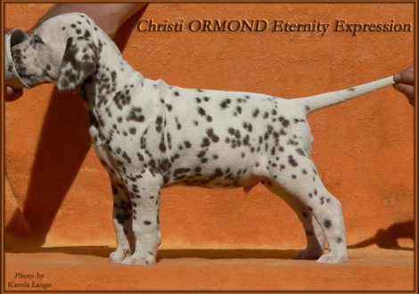 Christi ORMOND Eternity Expression