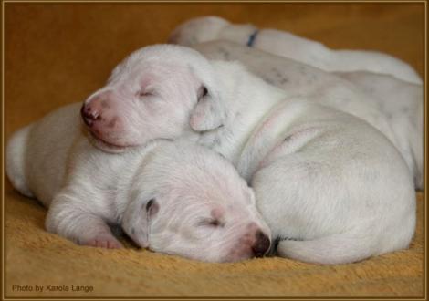 Impressionen 1. Lebenswoche Christi ORMOND F - Wurf