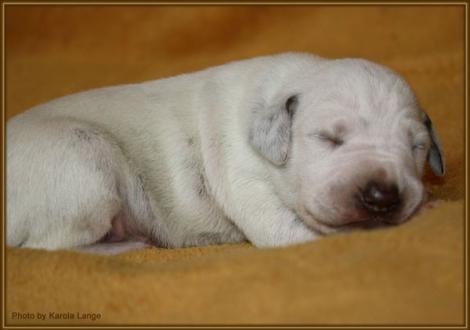 Impressionen 1. Lebenswoche Christi ORMOND F - Wurf