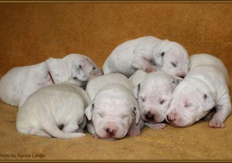 Impressionen 1. Lebenswoche Christi ORMOND F - Wurf