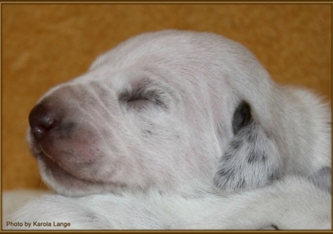 Impressionen 1. Lebenswoche Christi ORMOND F - Wurf