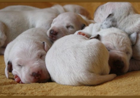 Impressionen 1. Lebenswoche Christi ORMOND F - Wurf