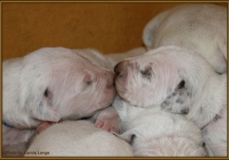 Impressionen 1. Lebenswoche Christi ORMOND F - Wurf