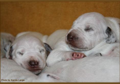 Impressionen 1. Lebenswoche Christi ORMOND F - Wurf