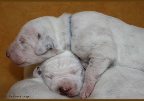 Impressionen 1. Lebenswoche Christi ORMOND F - Wurf