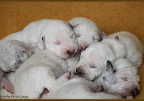 Impressionen 1. Lebenswoche Christi ORMOND F - Wurf